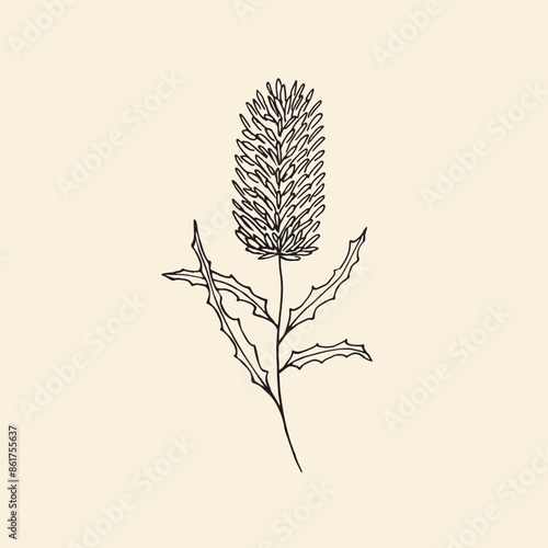 Hand drawn banksia flower illustration