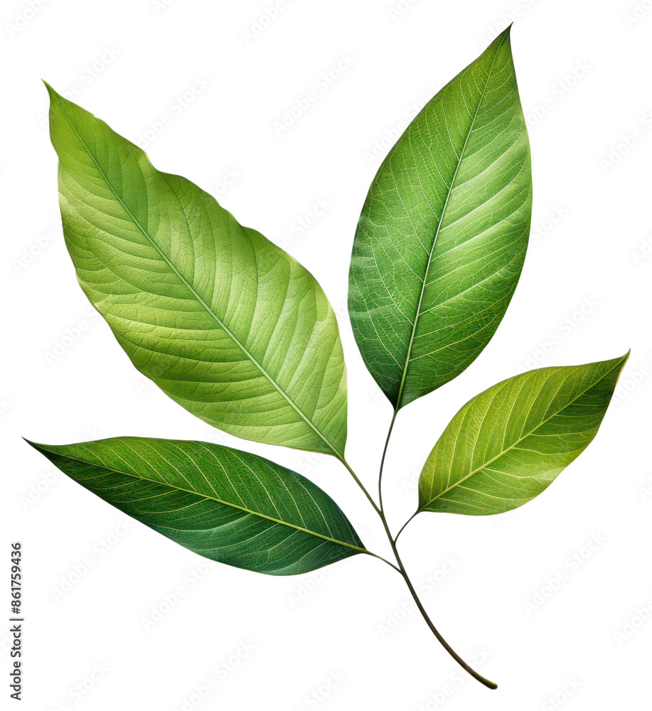PNG Leafs plant herbs tree. PNG Leafs plant herbs tree.