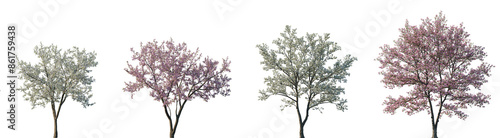 Set of Cornus florida (flowering dogwood) pink blossoming and Cherry trees sakura blossoming frontal set street spring trees isolated png on a transparent background perfectly cutout