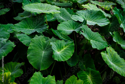 Canvas Print The texture and motif of the taro leaf is unique, tubers eaten as a root crop