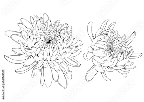 Japanese chrysanthemum flowers. Hand drawn vector illustration.