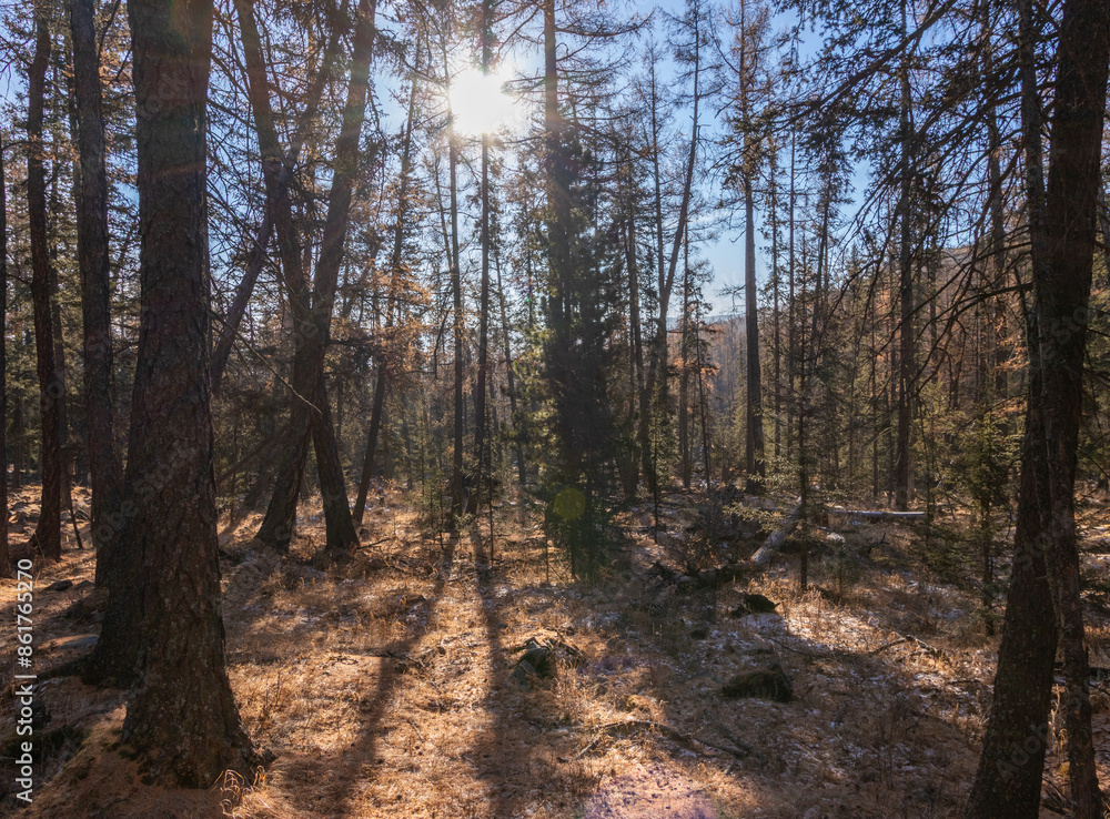 winter forest in the morning sunrise in Mongolia