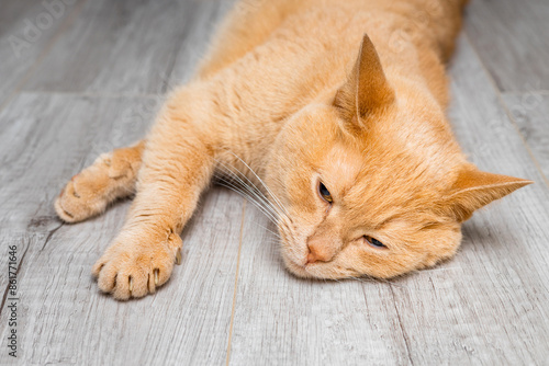 the cat lies on the floor with its paws outstretched. sick cat lying on the floor. the cat is sick. the cat is feeling unwell