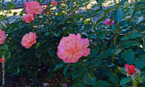 Rose Sabina illuminate dal sole Rosa lucieae Franch. & Rochebr. ex Crép. photo