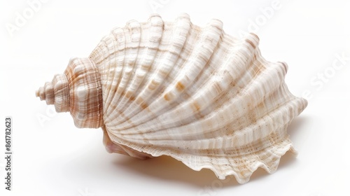 Single, large seashell with a complex, ribbed pattern. The shell is predominantly white with subtle variations in color, including hints of cream and light brown