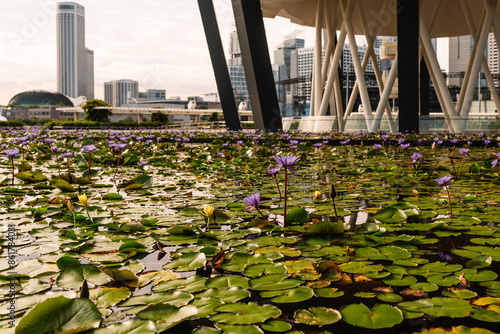 Lotus Pond at ArtScience Museum in Marina Bay, Singapore photo