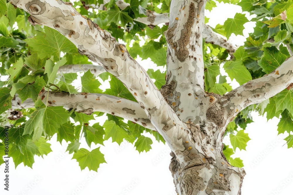 Fototapeta premium A sycamore tree with mottled bark and broad, green leaves isolated on a white background