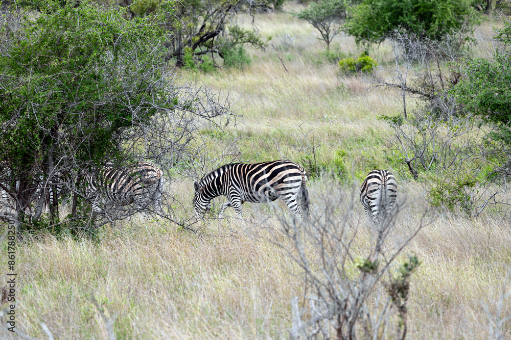 Obraz premium Safari in Kruger National Park, South Africa. Three African zebras walks grazing among green trees and bushes in savannah. Animals wildlife background, wild nature. Burchells Zebra, Equus burchelli 