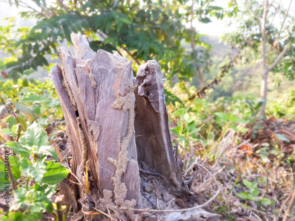 Large tree trunk split open by lightning, landscape, Nature in hill tree. Large tree trunk split open by lightning, landscape, Nature in hill tree.