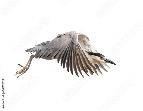 Obraz na plátne Black-Crowned Night Heron (Nycticorax nycticorax) Photo, in Flight on a Transpar