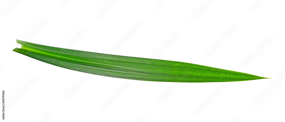 fresh pandan leaves isolated on white background fresh pandan leaves isolated on white background