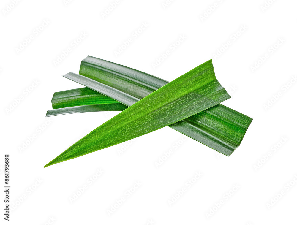 fresh pandan leaves transparent png fresh pandan leaves transparent png