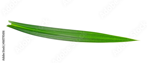 fresh pandan leaves isolated on white background