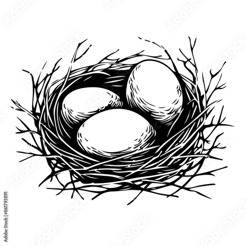 Bird eggs in nest