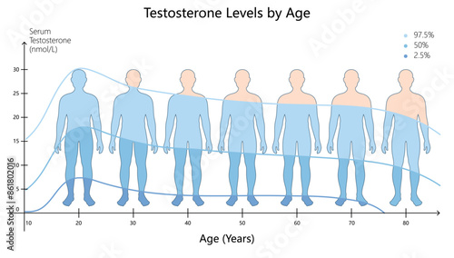 variation in serum testosterone levels across different ages, highlighting hormonal changes in men diagram hand drawn schematic vector illustration. Medical science educational illustration