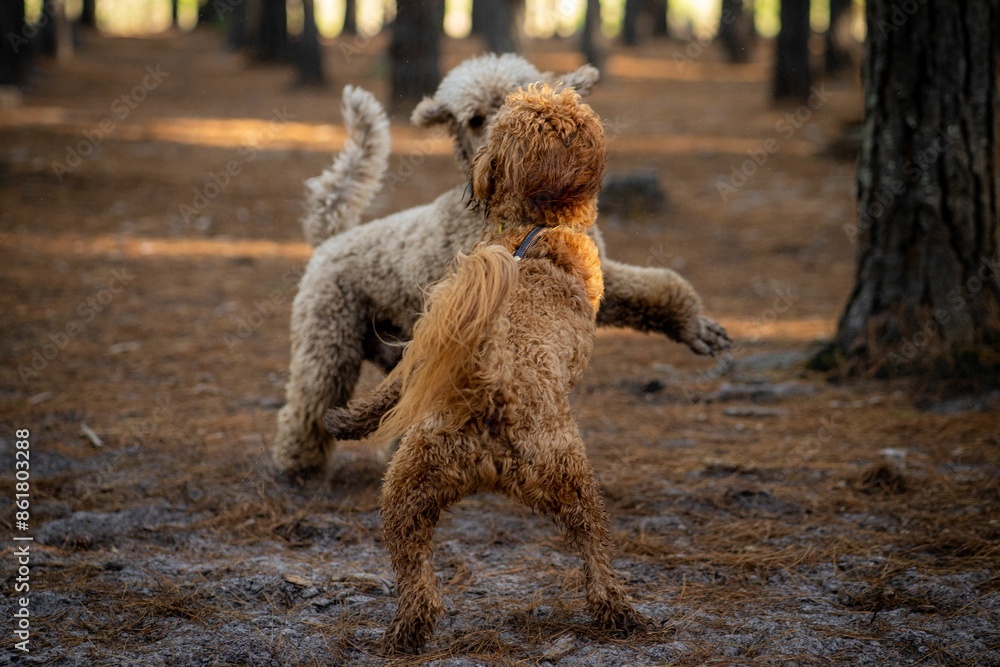 Two poodles playing in a forest with sunlight filtering through the trees Two poodles playing in a forest with sunlight filtering through the trees
