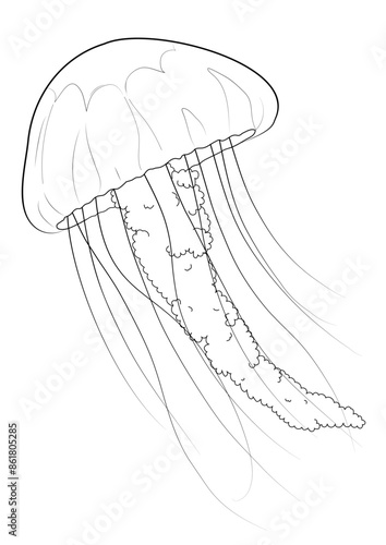 jellyfish, Hand drawn illustration, sketch. Black and white with transparent background, line art illustration. Idea for coloring picture, typography vector, print for t-shirt.
