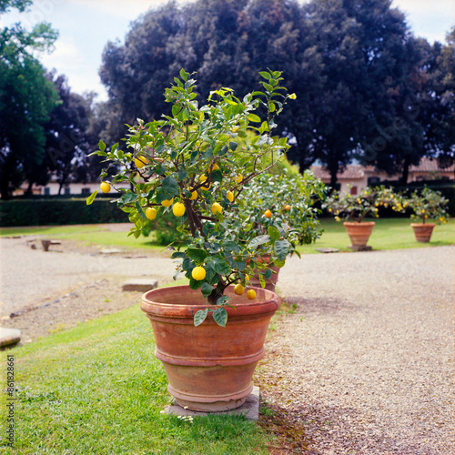 A lemon tree from an orangerie in a Tuscan villa, shot with analogue color film