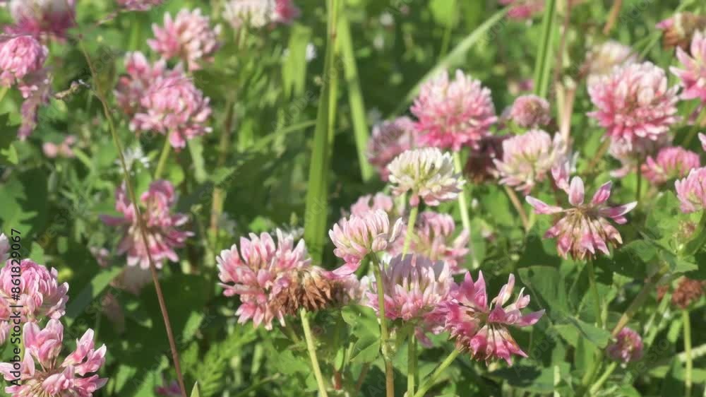 beautiful fresh blossoming pink clover on field at sunny day, farm life concept. close up beautiful fresh blossoming pink clover on field at sunny day, farm life concept. close up