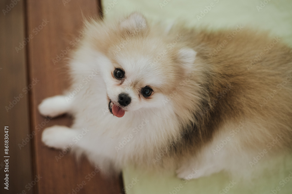 Beautiful dog - pomeranian Spitz. Puppy dog cute pet happy smile playing in nature Beautiful dog - pomeranian Spitz. Puppy dog cute pet happy smile playing in nature