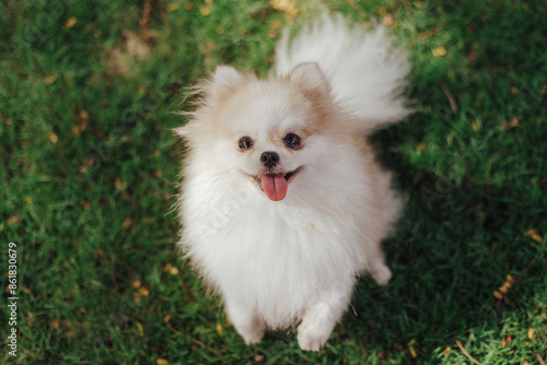 Quadro su tela Beautiful dog - pomeranian Spitz