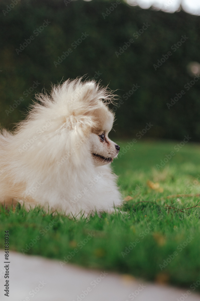Beautiful dog - pomeranian Spitz. Puppy dog cute pet happy smile playing in nature Beautiful dog - pomeranian Spitz. Puppy dog cute pet happy smile playing in nature