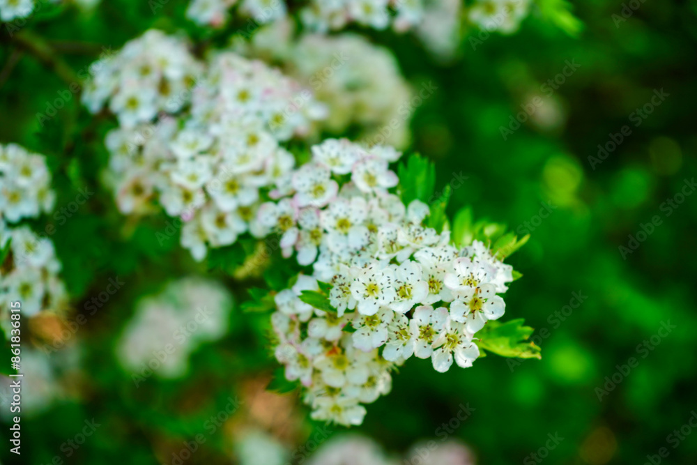 Hawthorn blossom in the spring Hawthorn blossom in the spring