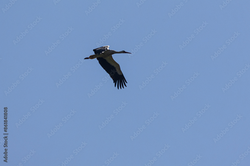 Fototapeta premium stork in flight