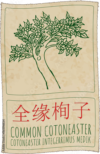 Vector drawing COMMON COTONEASTER in Chinese. Hand drawn illustration. The Latin name is COTONEASTER INTEGERRIMUS MEDIK