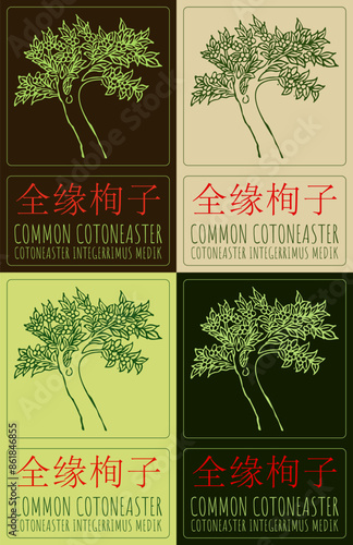 Set of vector drawing COMMON COTONEASTER in Chinese in various colors. Hand drawn illustration. The Latin name is COTONEASTER INTEGERRIMUS MEDIK.