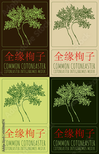 Set of drawing COMMON COTONEASTER in Chinese in various colors. Hand drawn illustration. The Latin name is COTONEASTER INTEGERRIMUS MEDIK. photo