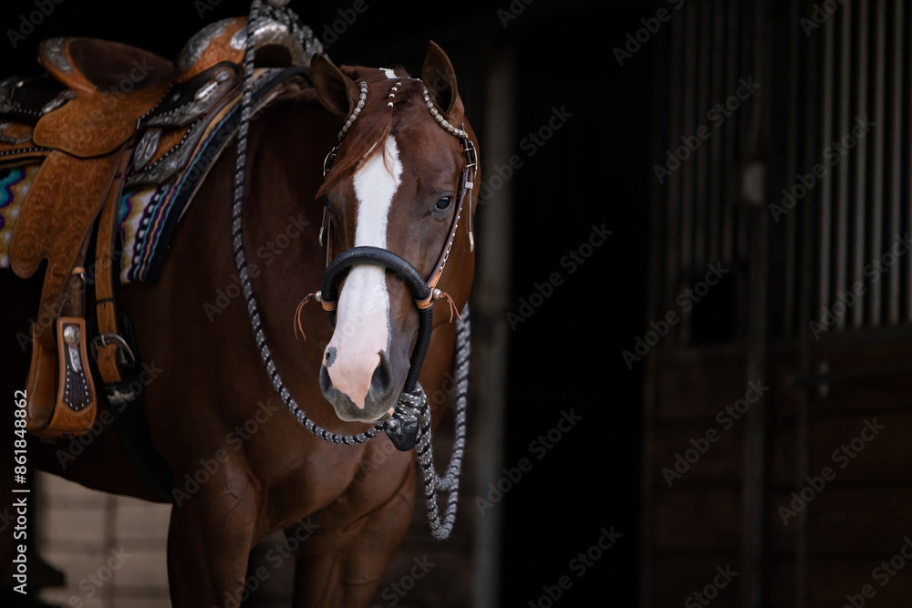 Beautiful horse head in western show tack portrait Beautiful horse head in western show tack portrait