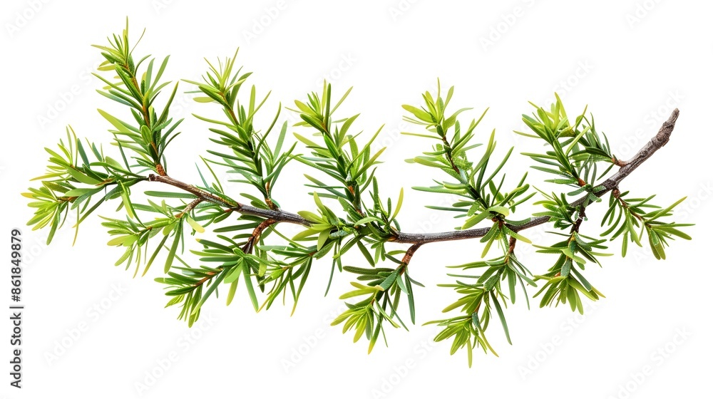 Isolated Sprig of Green Pine Needles on White Background. Fresh, Natural Evergreen Branch for Design Isolated Sprig of Green Pine Needles on White Background. Fresh, Natural Evergreen Branch for Design
