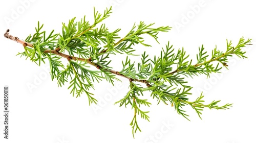 Wallpaper Mural Green branch of Eastern Red Cedar tree isolated on white. Juniperus virginiana branch for Christmas, holiday decoration or aromatherapy. Torontodigital.ca