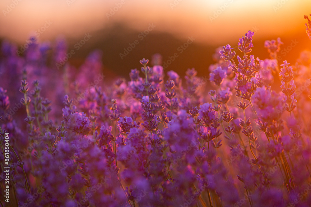 Naklejka premium Field of lavender in the sunset light. Background with golden light. Purple lavender.