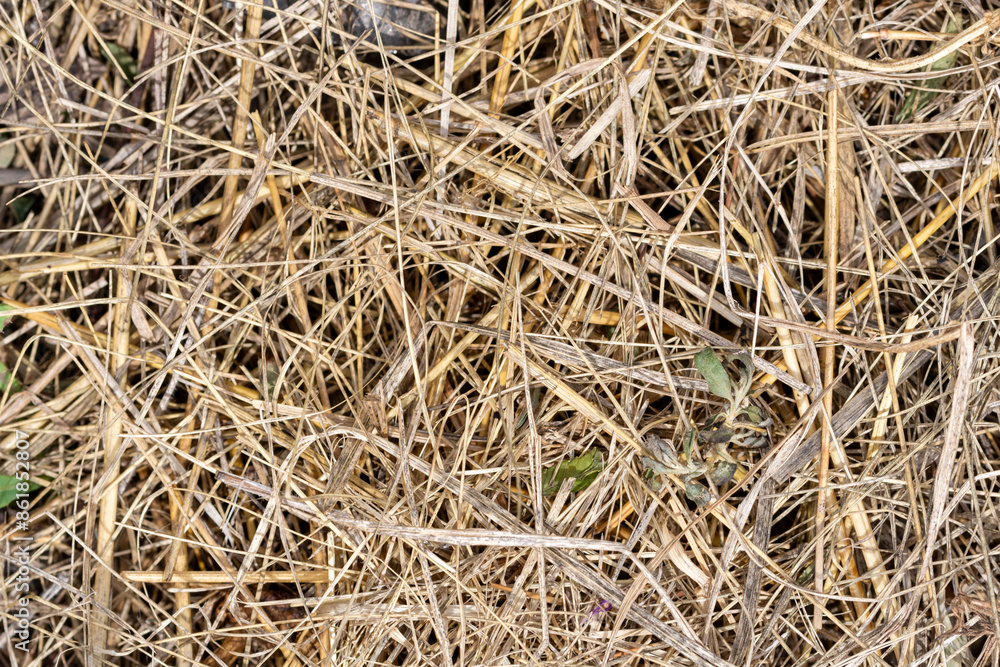 Old dried grass. Background of withered greenery Old dried grass. Background of withered greenery