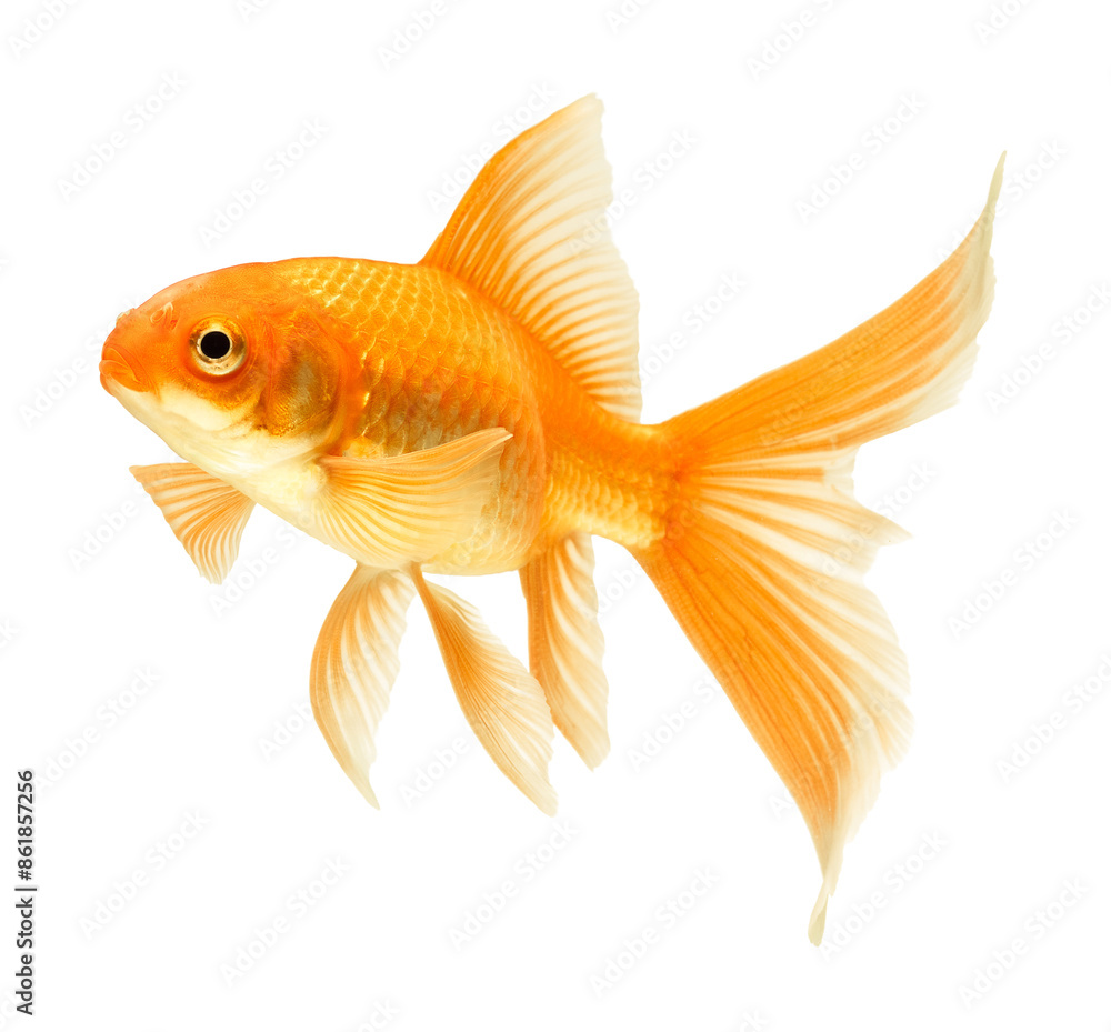 Fototapeta premium gold fish isolated on white