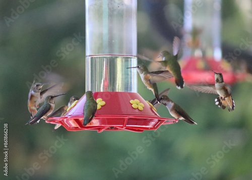 Colibri playing around bird feeder