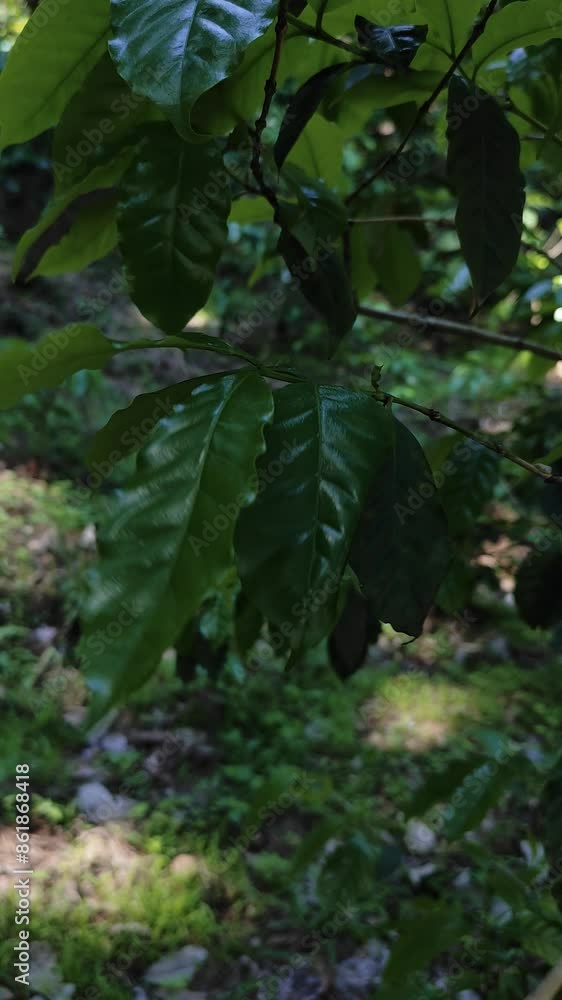 Dancing Green, Close-Up View of Coffee Leaves in the Agricultural Field Dancing Green, Close-Up View of Coffee Leaves in the Agricultural Field