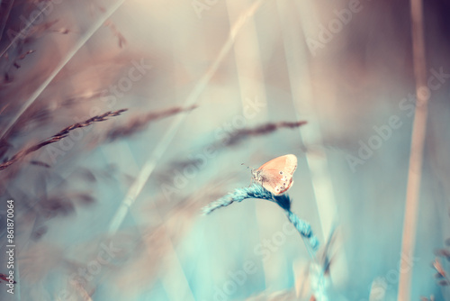 Pomarańczowy motyl, letni poranek, łąka z owadami, natura, tło,  photo