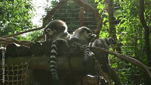ring tailed lemur.  lemurs in the zoo.