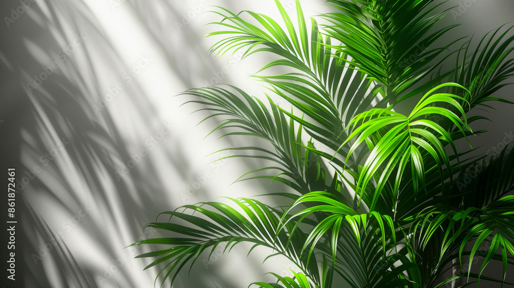 Fototapeta premium background with plant leaves and shadows