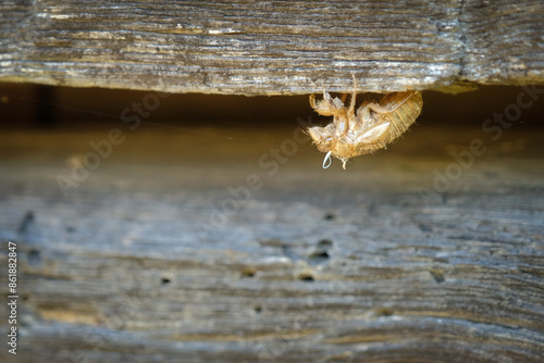 Cicada molt clings updside down to weathered barn timbers photo