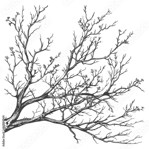 Etched Branch: Winter Tree Limbs in Pen and Ink Style.