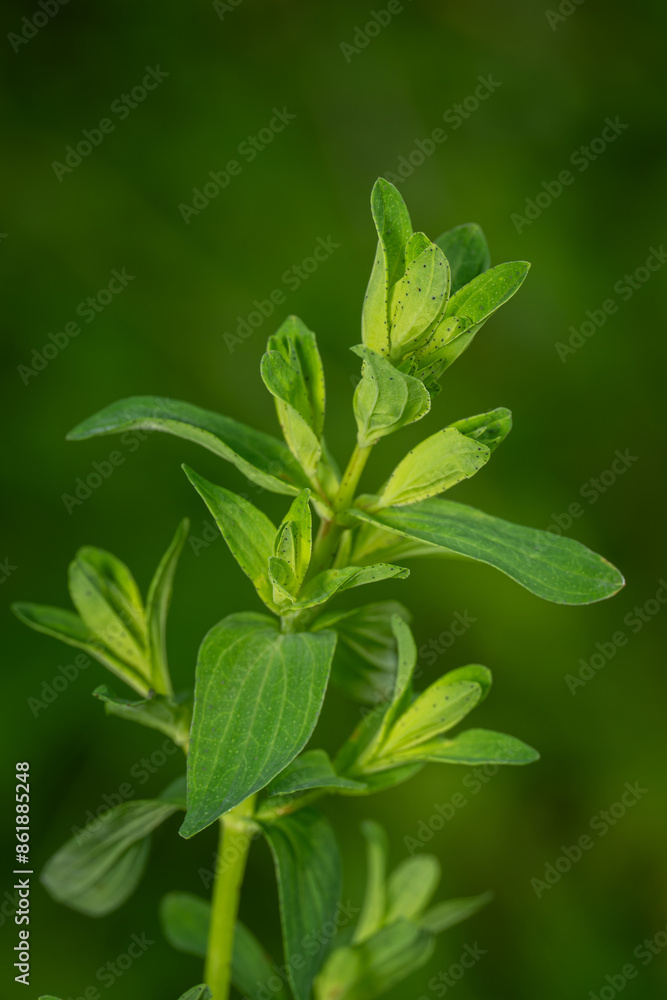 Green fresh leaves of St. John's wort dotted. Green fresh leaves of St. John's wort dotted.