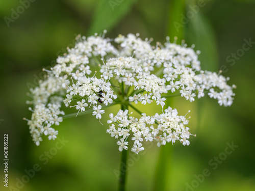 White flowers of the morning glory of the goat's foot plant.