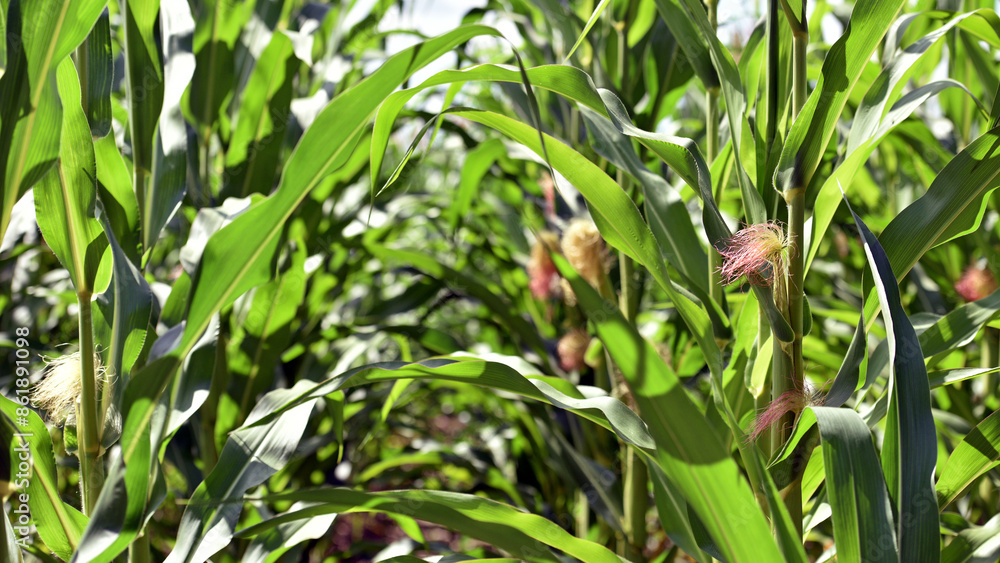 Corn farm. A selective focus picture of corn cob, corn field. concept of good harvest, agricultural. close-up Corn farm. A selective focus picture of corn cob, corn field. concept of good harvest, agricultural. close-up