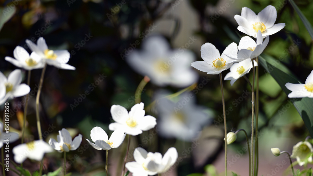 Obraz premium Anemone sylvestris. delicate flowers in the garden, in the flowerbed. floral background. white flowers. spring season. close-up