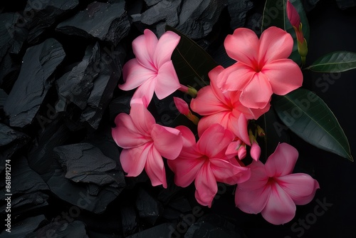 A blooming oleander, its pink flowers displayed prominently against a dark charcoal background. The image captures the toxic yet beautiful nature of the oleander.