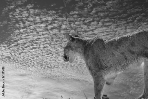 black and white photograph of a puma in the wild photo